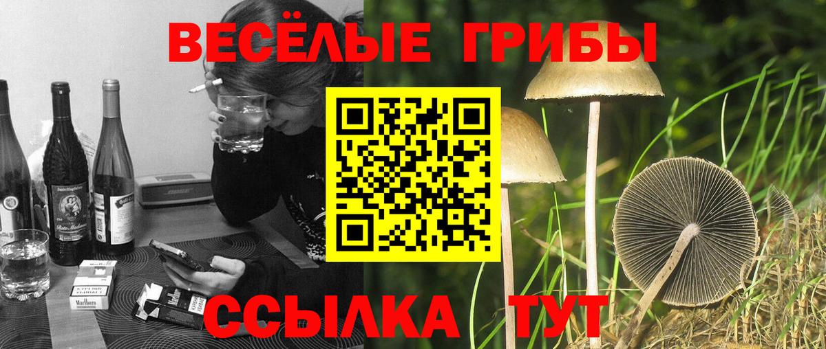 Рославль  Псилоцибиновые грибы прущие грибы  Вход с VPN 